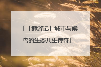 「狮游记」城市与候鸟的生态共生传奇