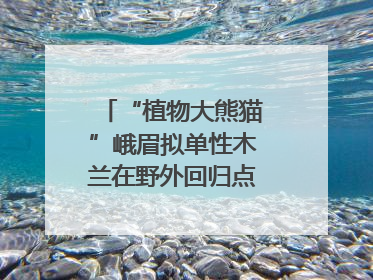 “植物大熊猫”峨眉拟单性木兰在野外回归点首次开花