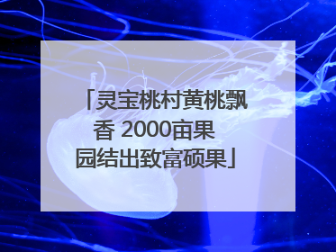 灵宝桃村黄桃飘香 2000亩果园结出致富硕果