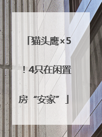 猫头鹰×5！4只在闲置房“安家”