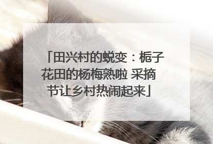 田兴村的蜕变：栀子花田的杨梅熟啦 采摘节让乡村热闹起来