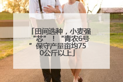 田间选种，小麦强“芯”！“青农6号”保守产量亩均750公斤以上