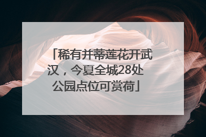 稀有并蒂莲花开武汉，今夏全城28处公园点位可赏荷