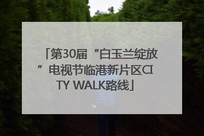 第30届“白玉兰绽放”电视节临港新片区CITY WALK路线