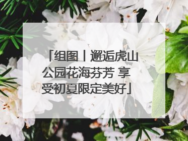 组图丨邂逅虎山公园花海芬芳 享受初夏限定美好