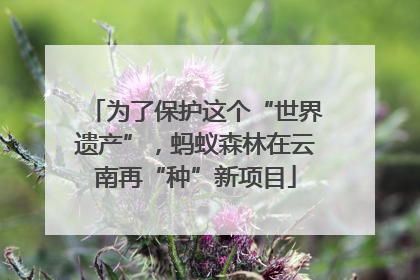 为了保护这个“世界遗产”，蚂蚁森林在云南再“种”新项目