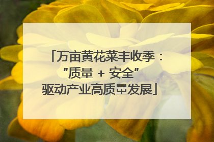 万亩黄花菜丰收季：“质量 + 安全” 驱动产业高质量发展