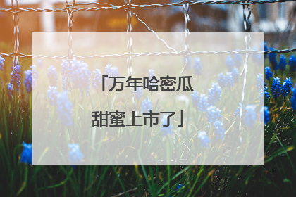 万年哈密瓜甜蜜上市了