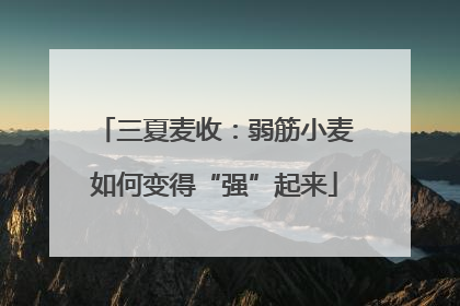 三夏麦收：弱筋小麦如何变得“强”起来