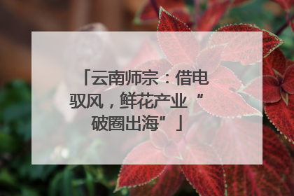 云南师宗：借电驭风，鲜花产业“破圈出海”