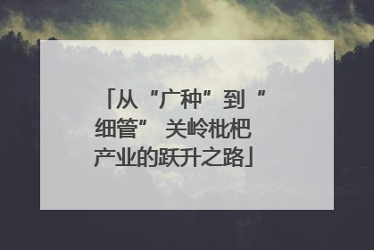 从“广种”到“细管” 关岭枇杷产业的跃升之路