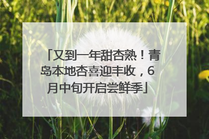 又到一年甜杏熟！青岛本地杏喜迎丰收，6月中旬开启尝鲜季