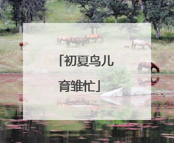 初夏鸟儿育雏忙