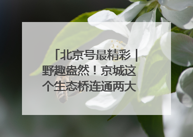 北京号最精彩｜野趣盎然！京城这个生态桥连通两大网红公园