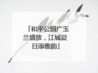 和平公园广玉兰盛放，江城夏日添雅韵