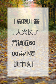 夏粮开镰，大兴长子营镇近6000亩小麦迎丰收