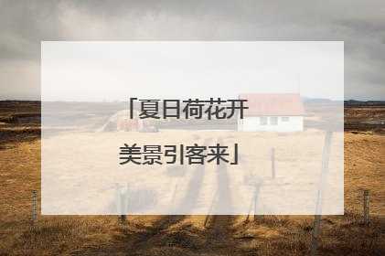 夏日荷花开 美景引客来