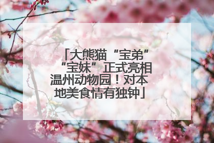 大熊猫“宝弟”“宝妹”正式亮相温州动物园！对本地美食情有独钟