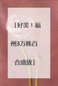 好美！福州3万株百合盛放