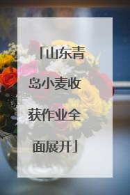 山东青岛小麦收获作业全面展开