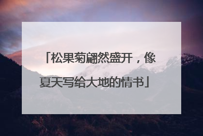松果菊翩然盛开，像夏天写给大地的情书