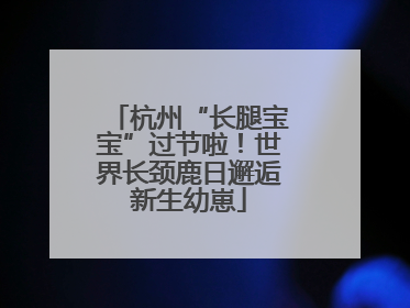 杭州“长腿宝宝”过节啦！世界长颈鹿日邂逅新生幼崽