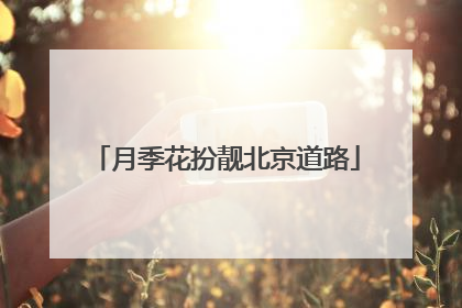 月季花扮靓北京道路