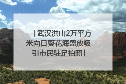 武汉洪山2万平方米向日葵花海盛放吸引市民驻足拍照