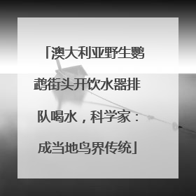 澳大利亚野生鹦鹉街头开饮水器排队喝水，科学家：成当地鸟界传统