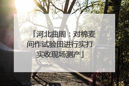 河北曲周：对棉麦间作试验田进行实打实收现场测产
