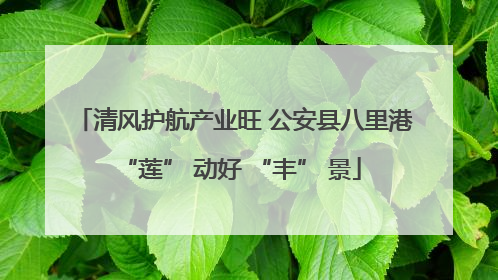 清风护航产业旺 公安县八里港 “莲” 动好 “丰” 景