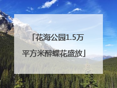 花海公园1.5万平方米醉蝶花盛放