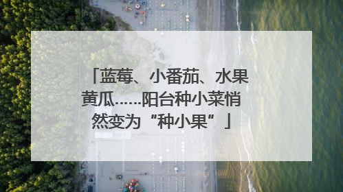 蓝莓、小番茄、水果黄瓜……阳台种小菜悄然变为“种小果”
