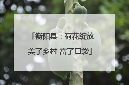 衡阳县：荷花绽放 美了乡村 富了口袋