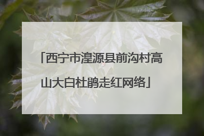 西宁市湟源县前沟村高山大白杜鹃走红网络