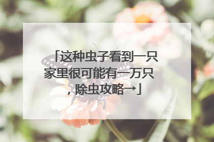 这种虫子看到一只家里很可能有一万只，除虫攻略→