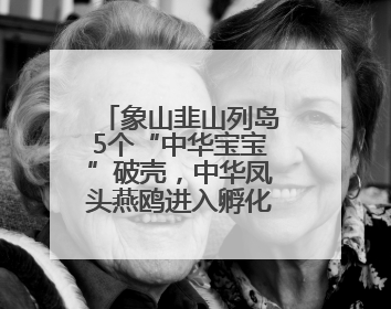 象山韭山列岛5个“中华宝宝”破壳，中华凤头燕鸥进入孵化育儿关键期