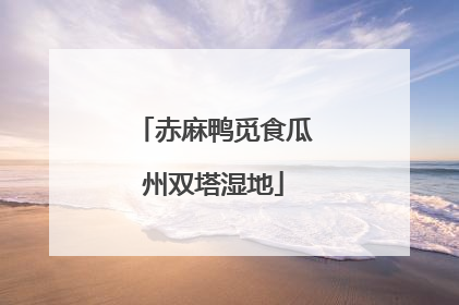 赤麻鸭觅食瓜州双塔湿地