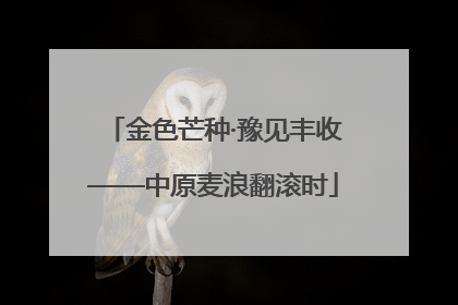 金色芒种·豫见丰收——中原麦浪翻滚时