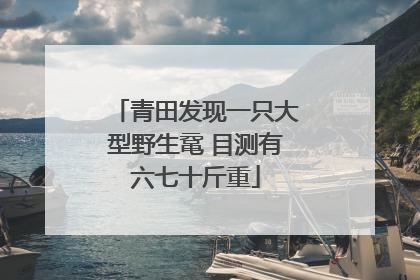 青田发现一只大型野生鼋 目测有六七十斤重
