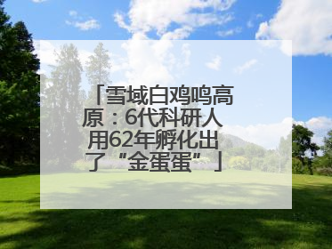 雪域白鸡鸣高原：6代科研人用62年孵化出了“金蛋蛋”