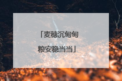 麦穗沉甸甸 粮安稳当当