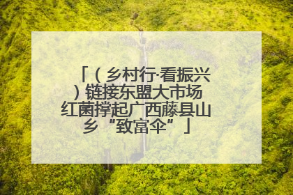 （乡村行·看振兴）链接东盟大市场 红菌撑起广西藤县山乡“致富伞”