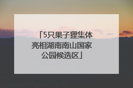 5只果子狸集体亮相湖南南山国家公园候选区